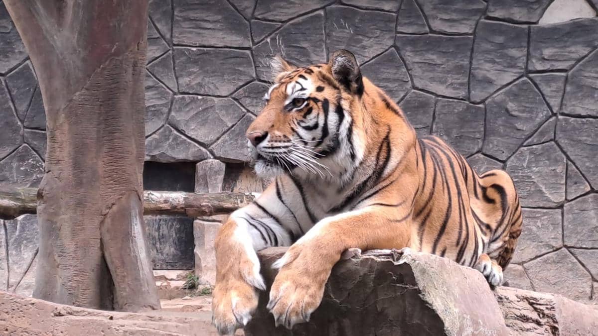 Huru Hara Anak Harimau Bandung Zoo Mati Terjangkit Panleukopenia