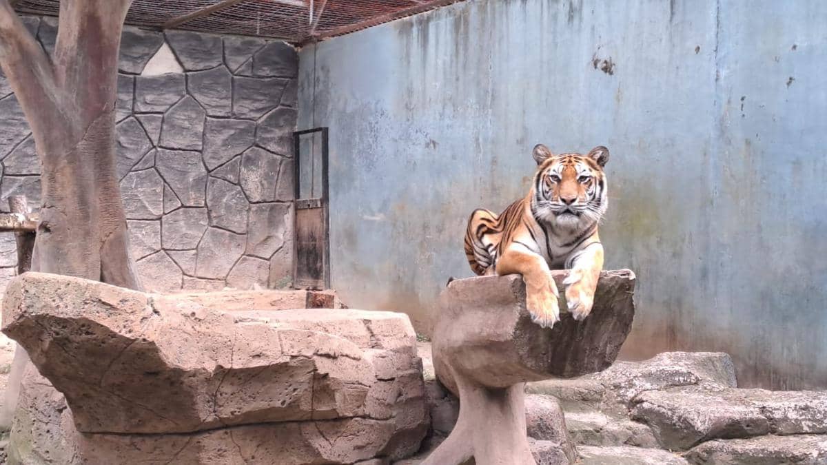 Dua Anak Harimau Bandung Zoo Mati, Wali Kota Farhan Minta Maaf