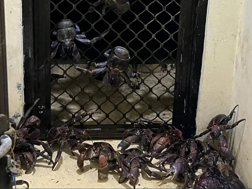 Karantina Sulsel Sita Kepiting Kenari Ilegal di Pelabuhan Makassar