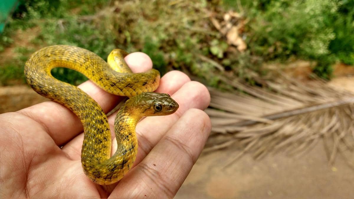 5 Fakta Ular Bandotan Tutul, Penghuni Sawah yang Jago Tiru Aksi Kobra