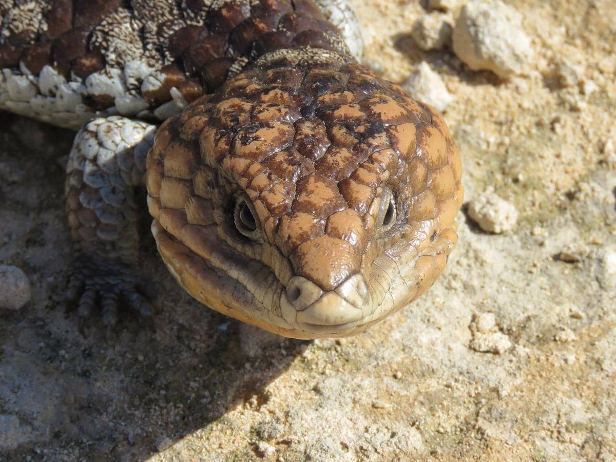 fakta Shingleback yang lidah birunya sebagai bentuk pertahanan diri