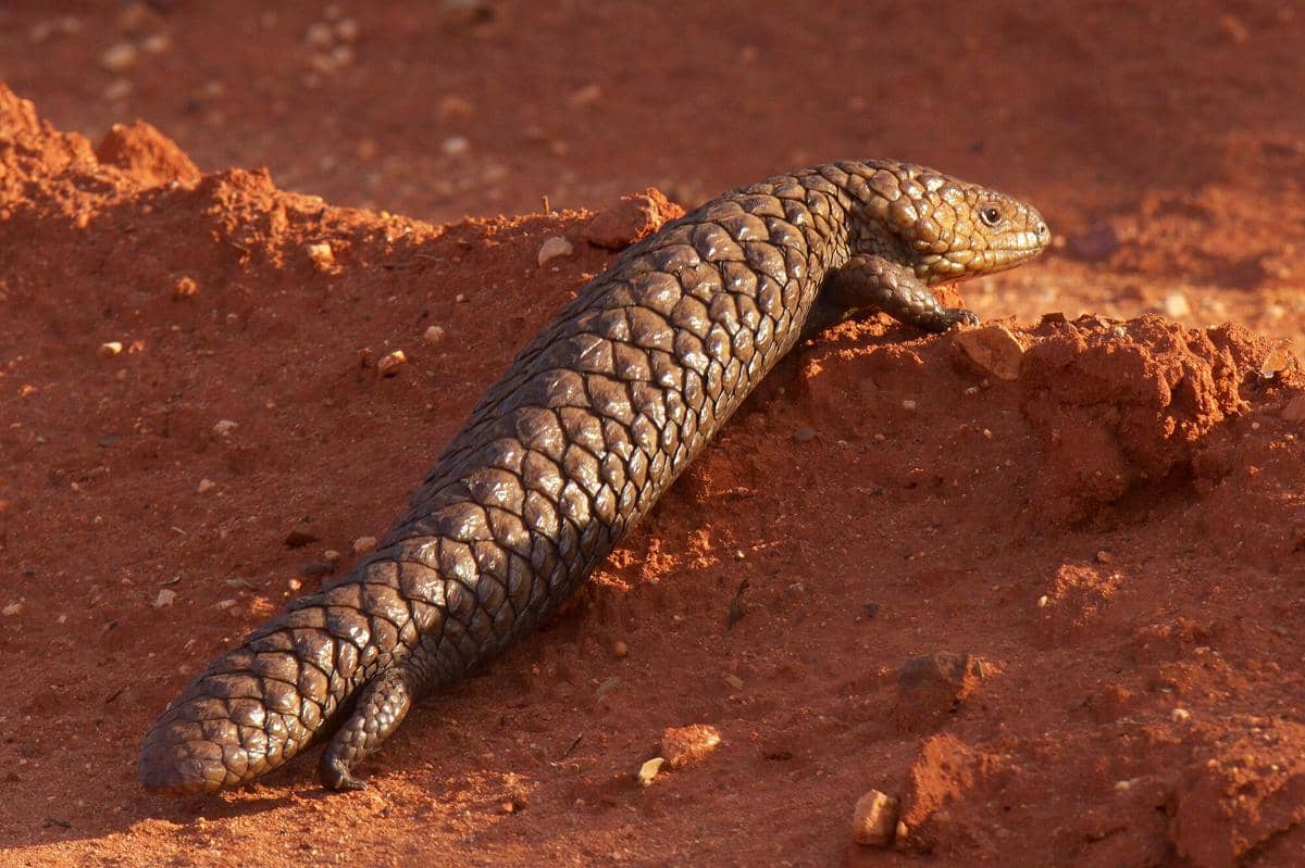5 Fakta Shingleback, Kadal Berperisai dengan Ekor Menyerupai Kepala