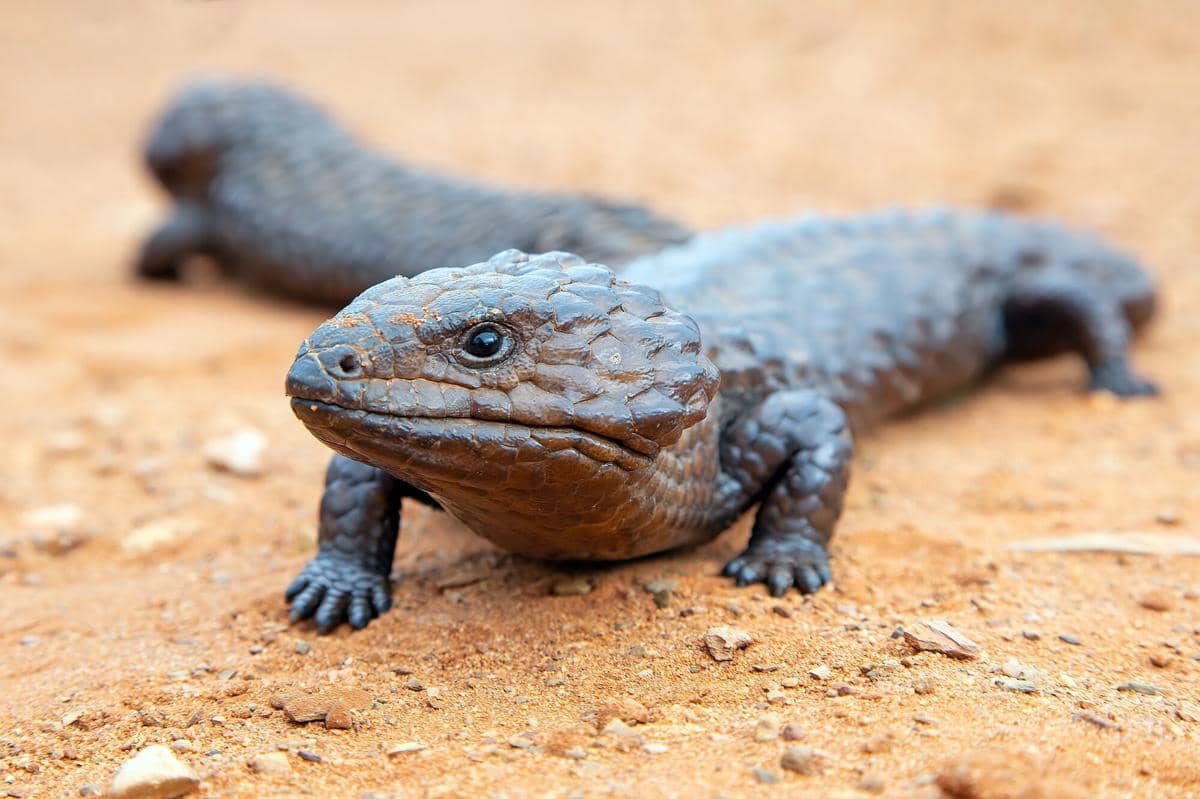 fakta Shingleback yang setia jangka panjang terhadap pasangan