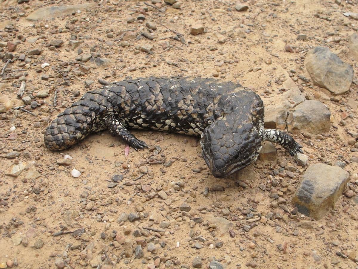 fakta Shingleback yang ekornya pendek untuk mengecoh mangsa