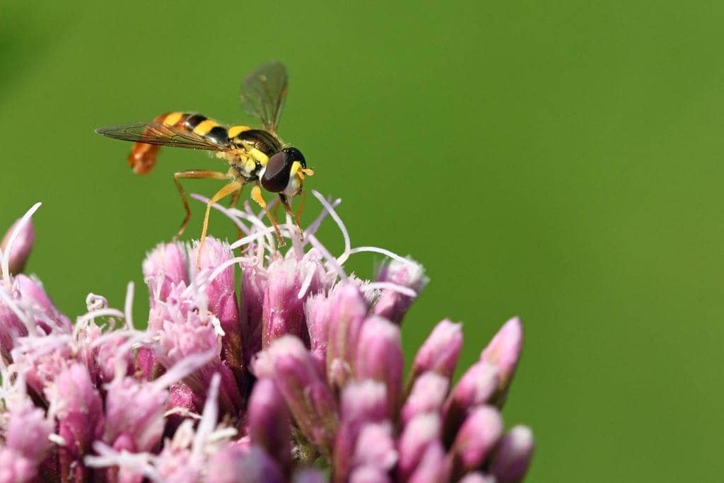 Lalat Sphaerophoria scripta