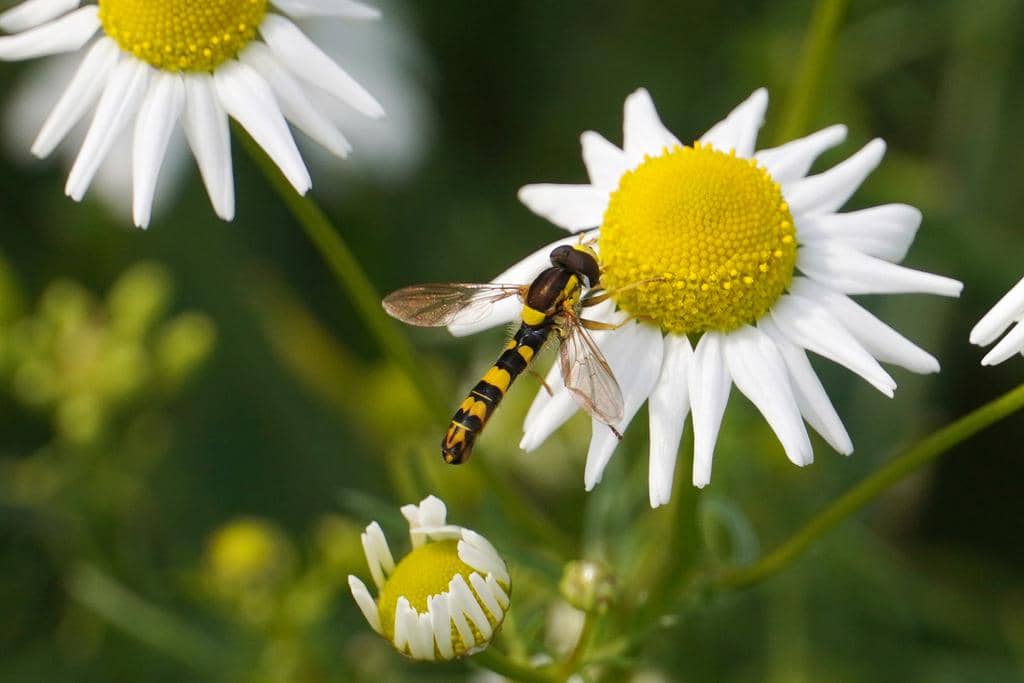 Lalat Sphaerophoria scripta