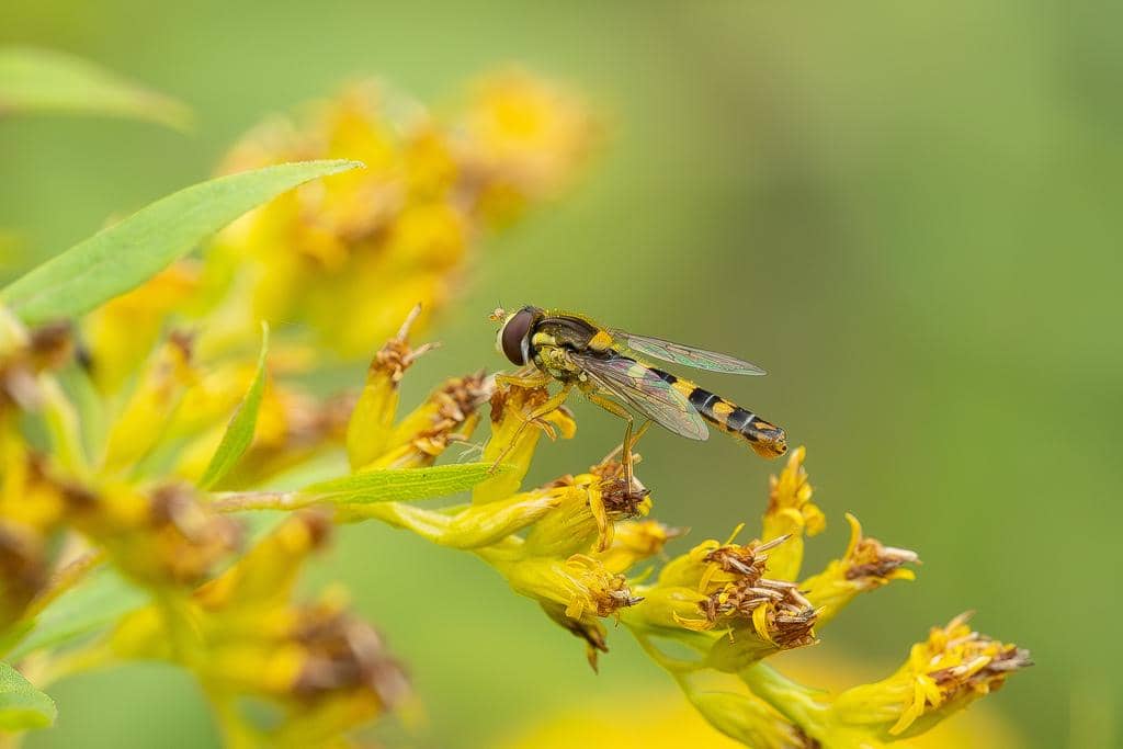 Lalat Sphaerophoria scripta
