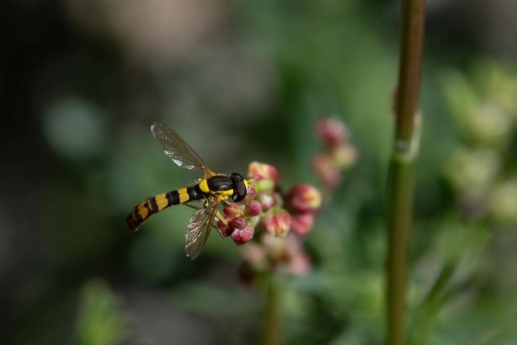 Lalat Sphaerophoria scripta