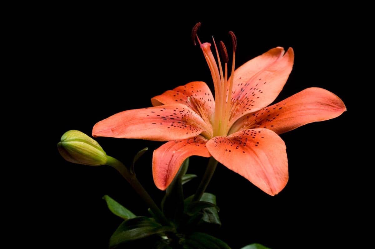 5 Jenis Bunga yang Melambangkan Keberuntungan, Punya Salah Satunya?