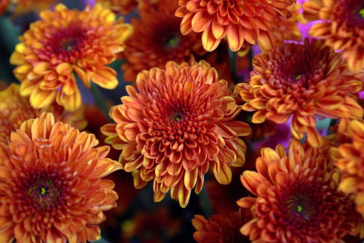 ilustrasi bunga krisan