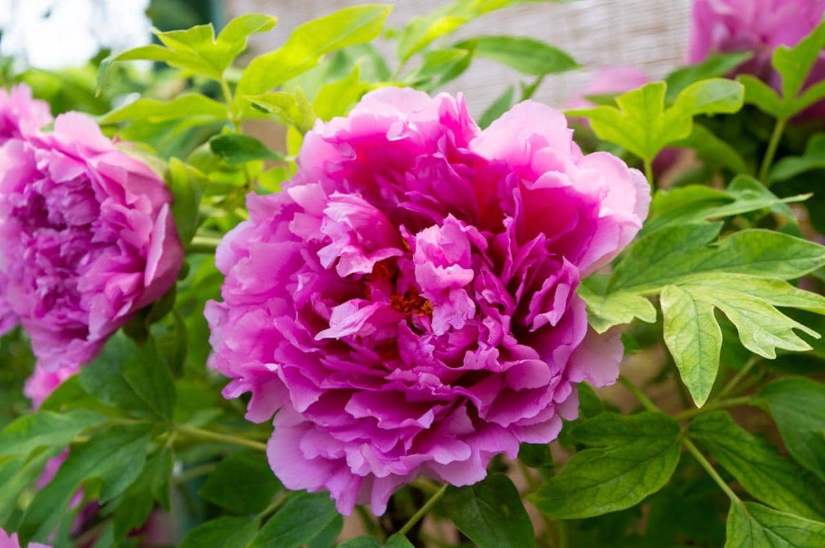 ilustrasi bunga peony