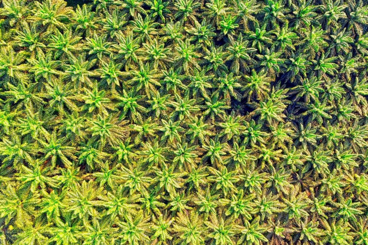 ilustrasi kebun kelapa sawit
