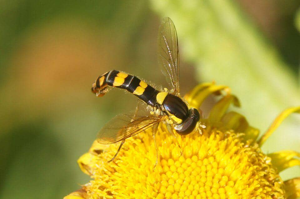 5 Fakta Common Globetail, Lalat Bunga dengan Kemampuan Meniru Lebah