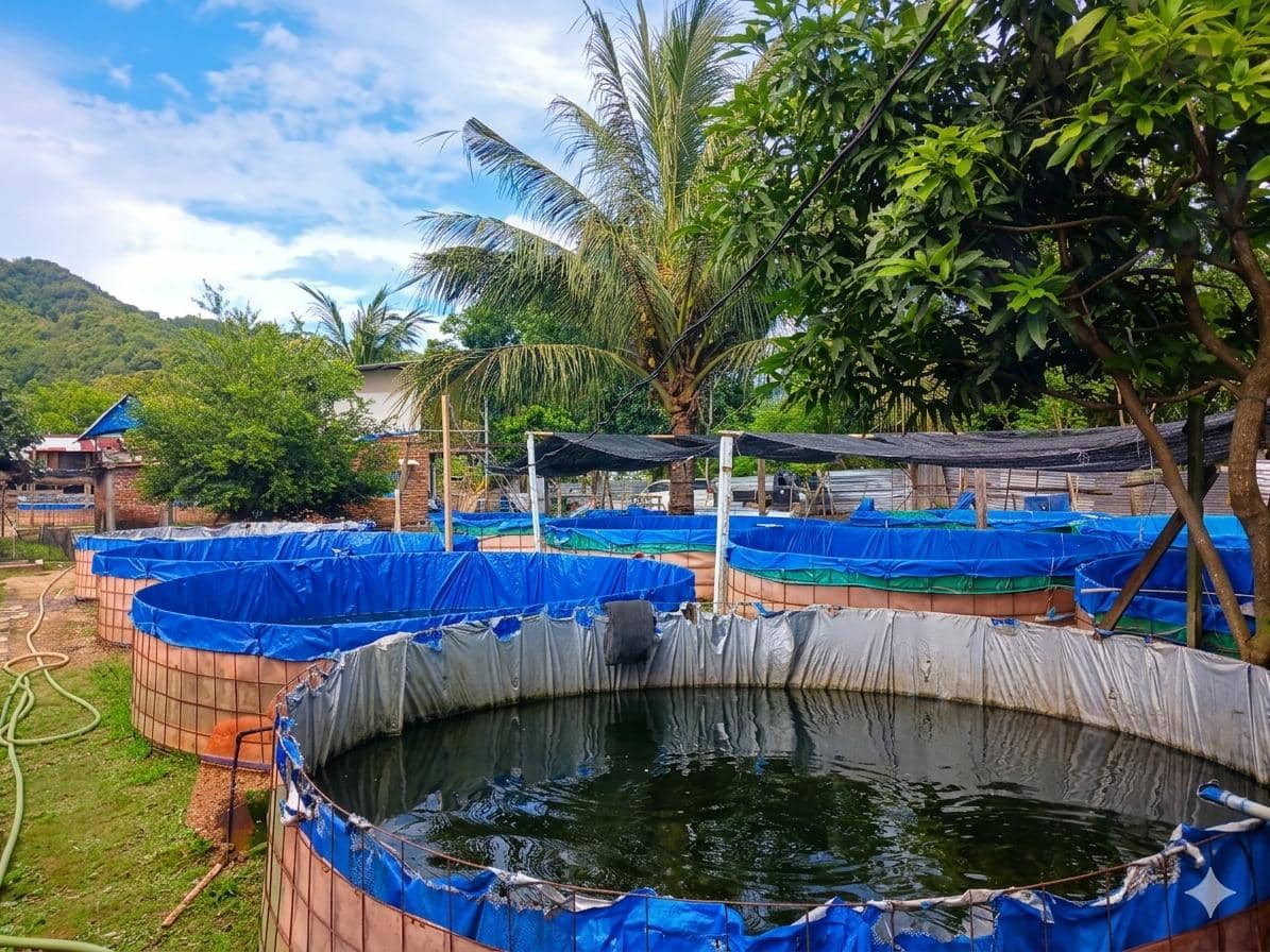 Dari Sampah Jadi Rupiah, Limbah Organik Disulap Jadi Pakan Ikan