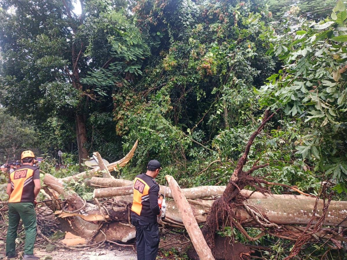 Pohon Tumbang di Hutan Cekik Sempat Menutupi Jalur Denpasar-Gilimanuk