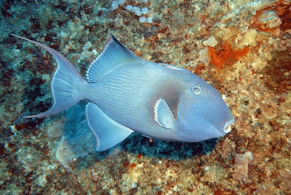 triggerfish biru