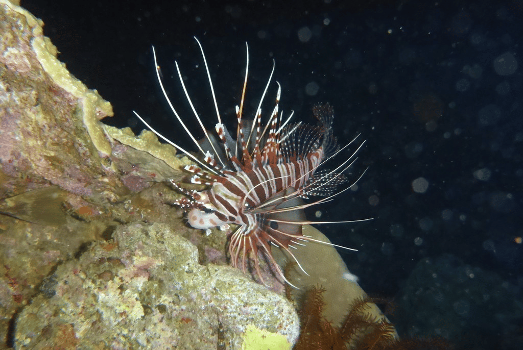 spotfin lionfish