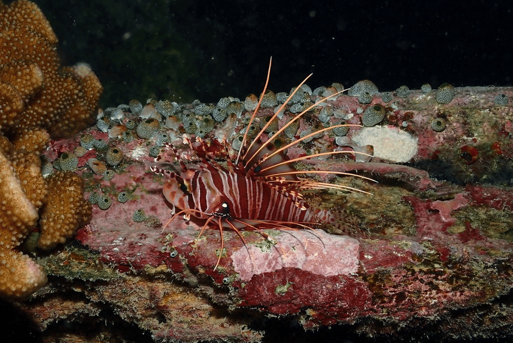 spotfin lionfish