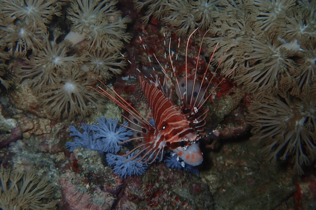 spotfin lionfish