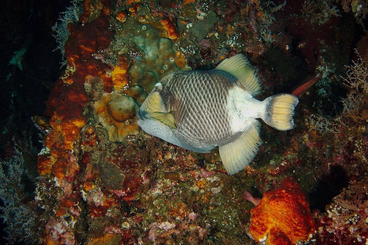 5 Spesies Triggerfish Unik Asli Indonesia, Pemakan Krustasea!