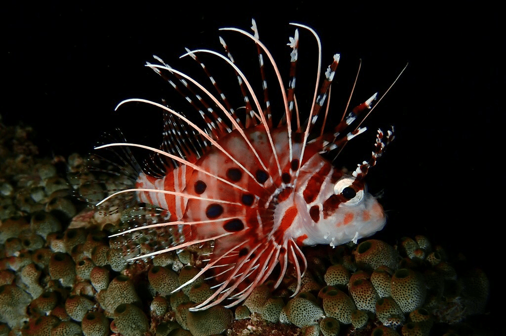 spotfin lionfish
