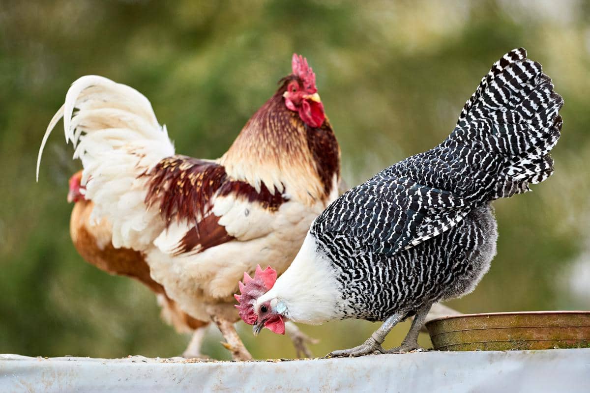 Mengapa Ayam Suka Makan Pasir atau Kerikil Kecil?
