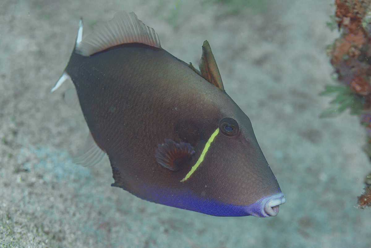 triggerfish ekor bendera