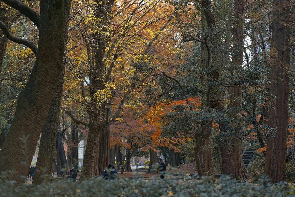 ilustrasi hutan kota