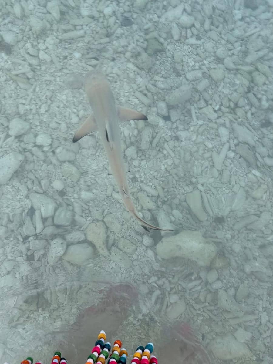 unggahan Malvika Raaj