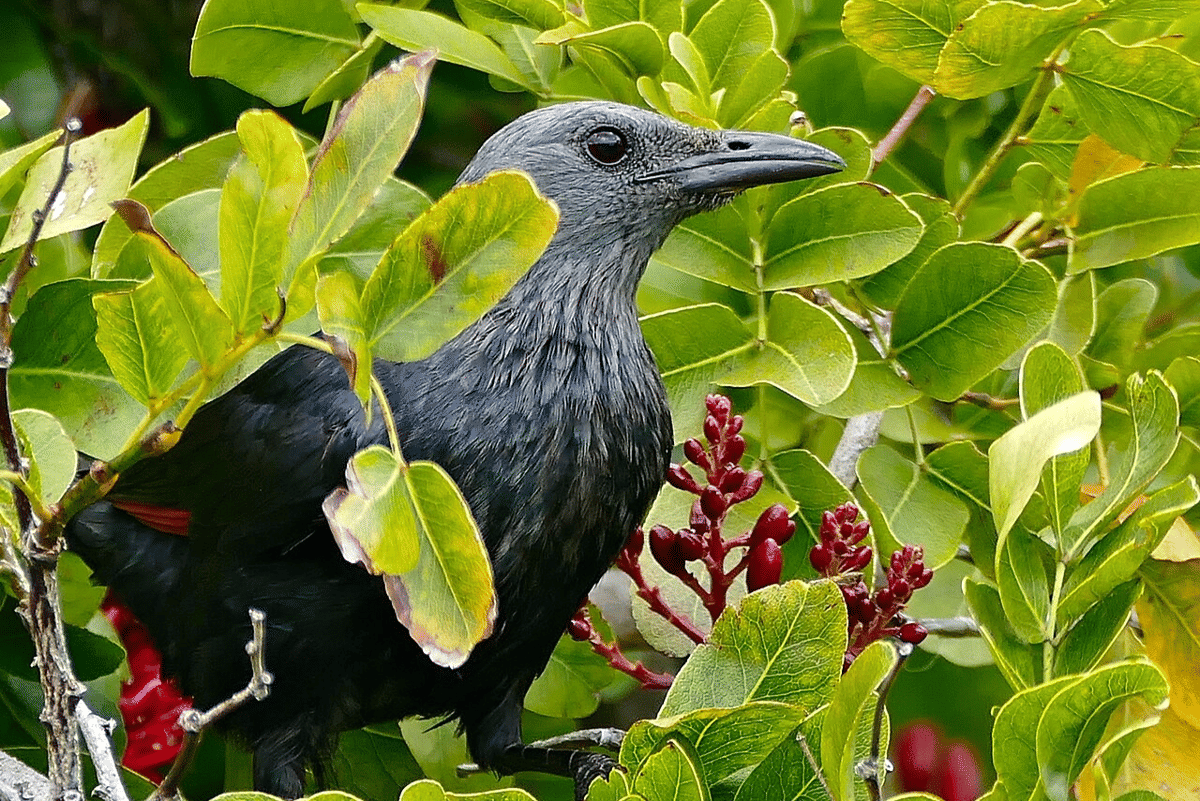 starling sayap merah