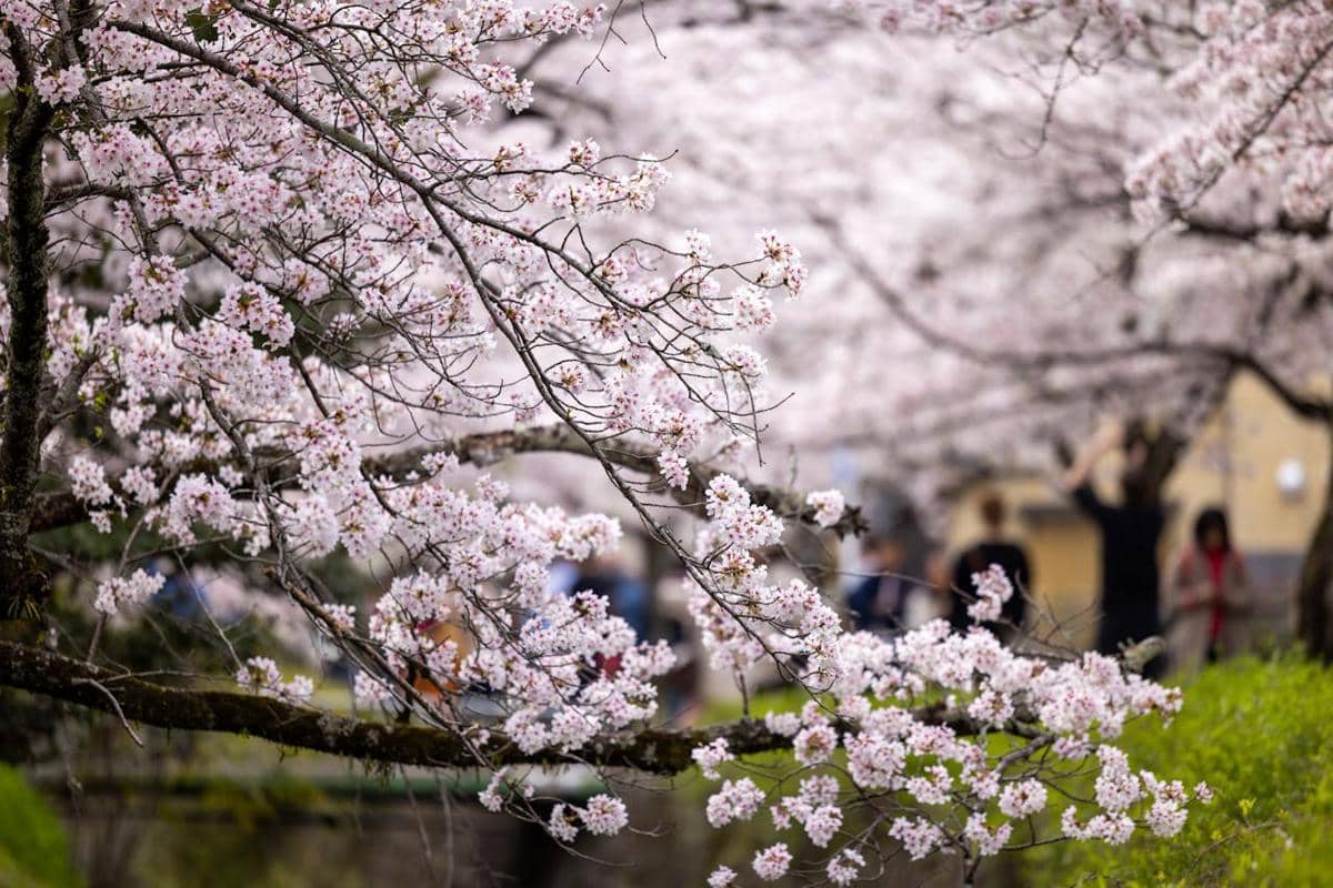 ilustrasi wisata sakura di Jepang