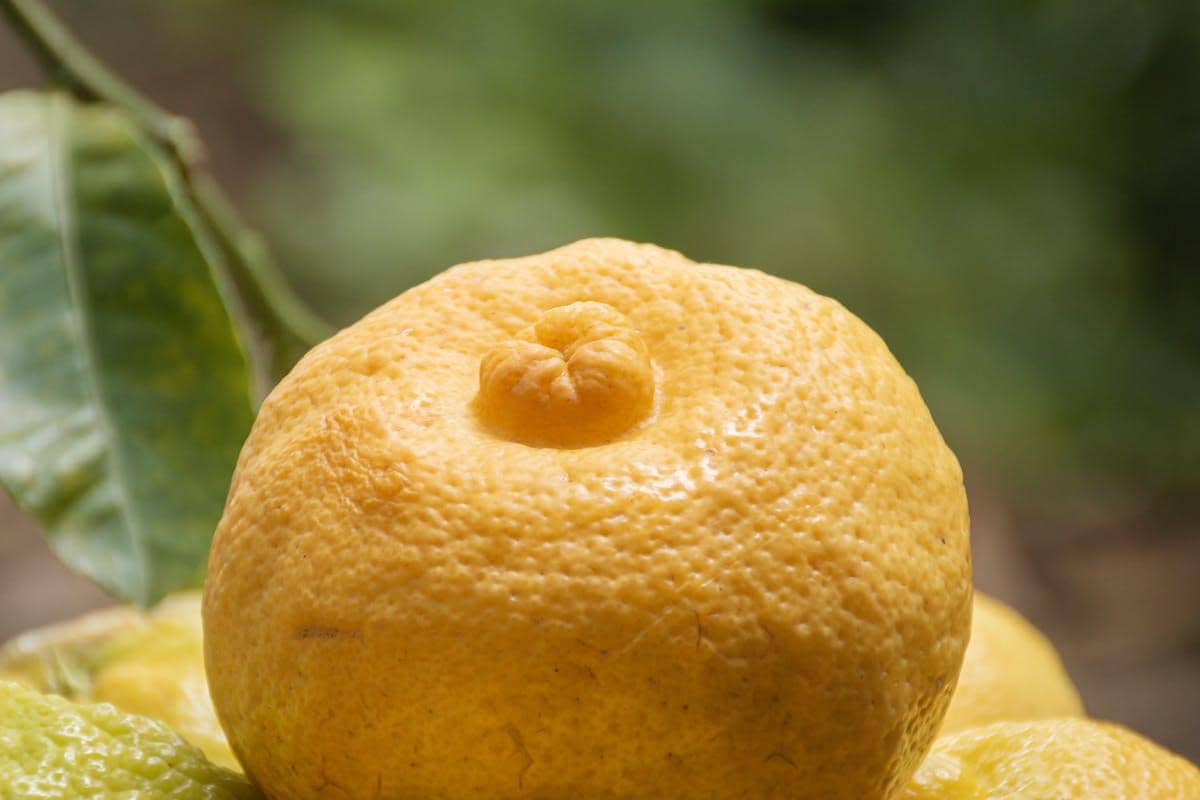 ilustrasi jeruk yuzu 