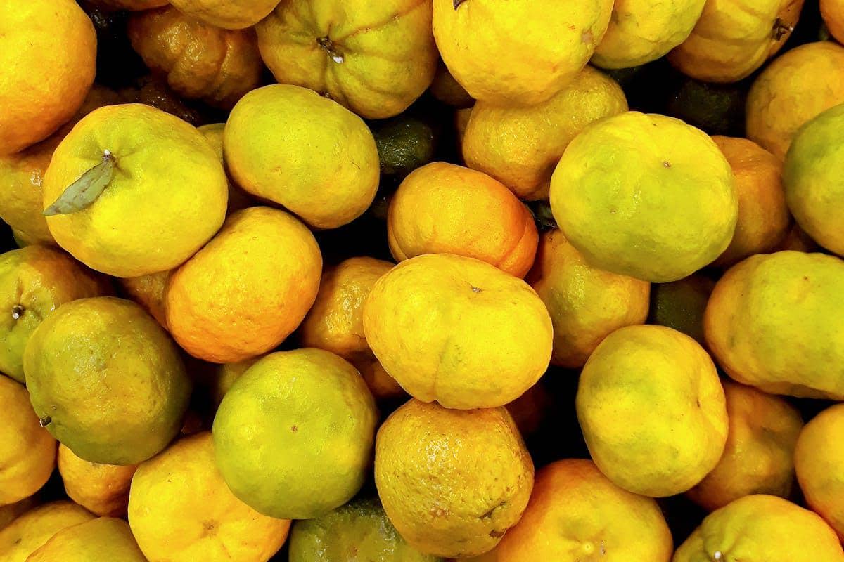 ilustrasi jeruk yuzu 