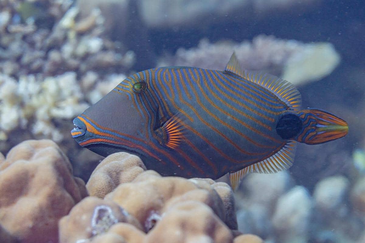 ikan kambing