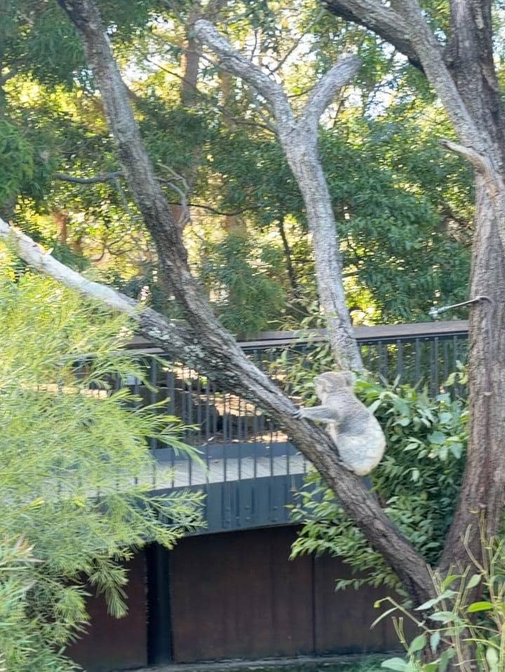  Kiky Saputri ajak keluarga ke Taronga Zoo di Sydney