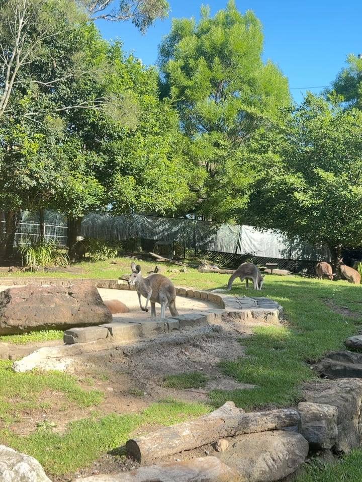  Kiky Saputri ajak keluarga ke Taronga Zoo di Sydney