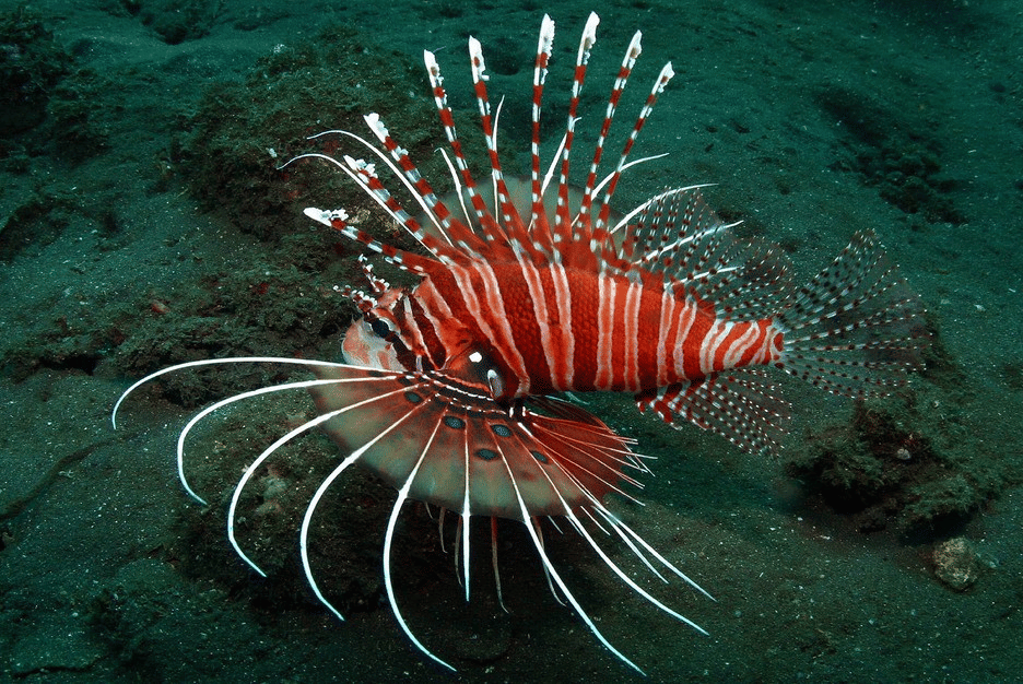 5 Fakta Menarik Spotfin Lionfish, Pemburu Malam yang Berbisa