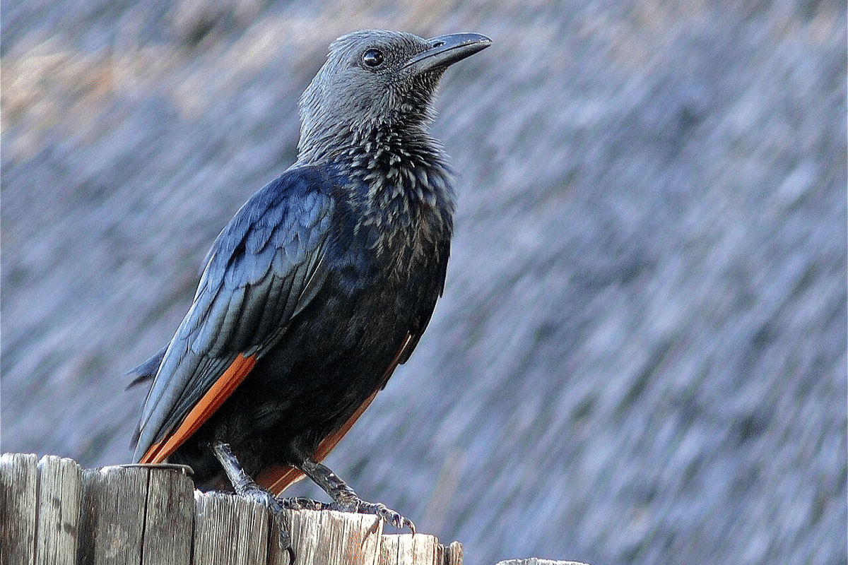 5 Fakta Unik Starling Sayap Merah, Teritorial Saat Musim Kawin
