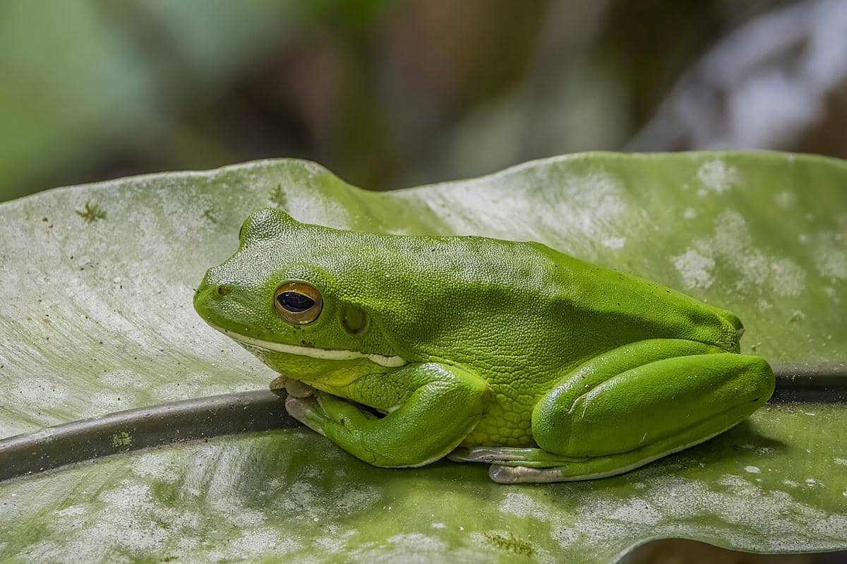 katak pohon