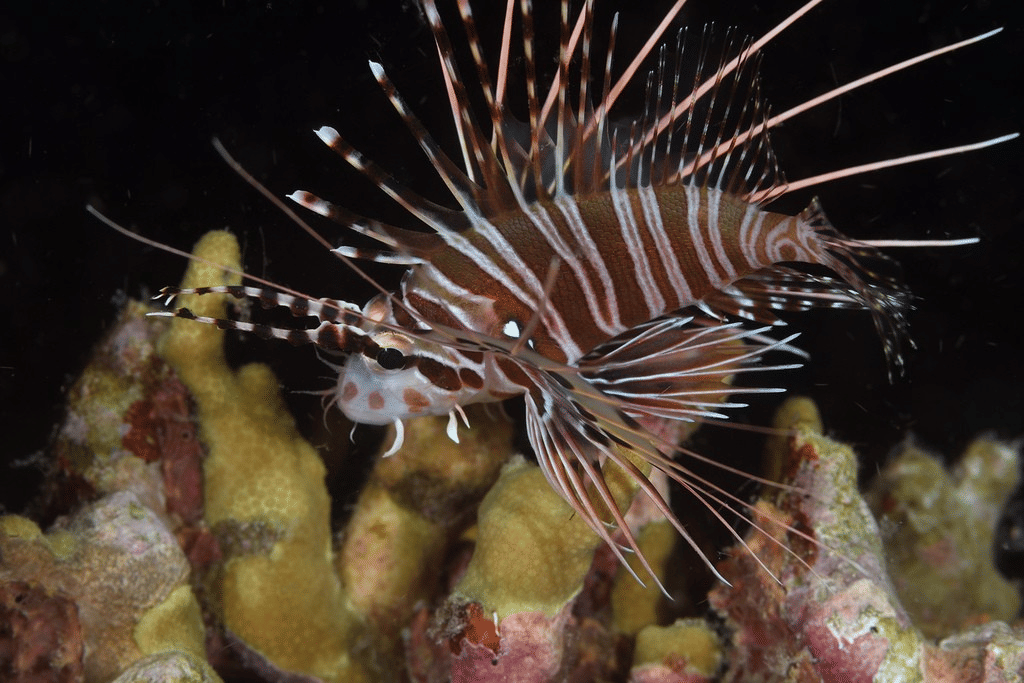 spotfin lionfish