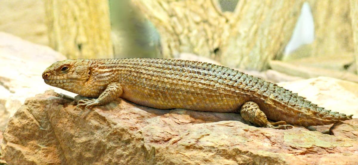 Gidgee skink
