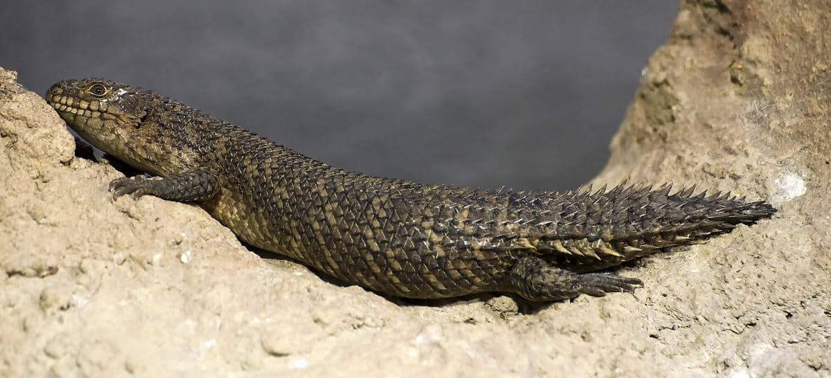 Gidgee skink