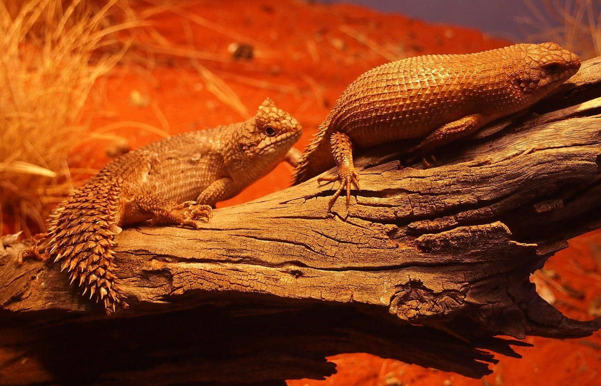 Gidgee skink
