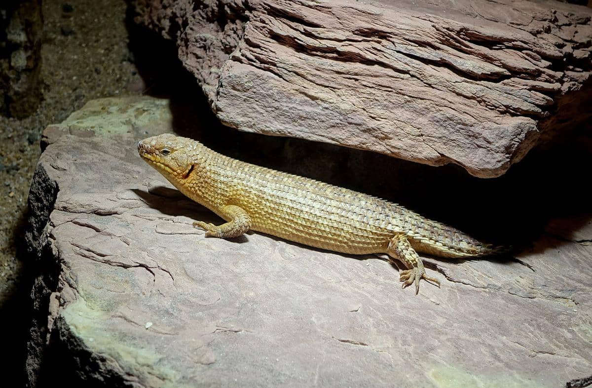 Gidgee skink