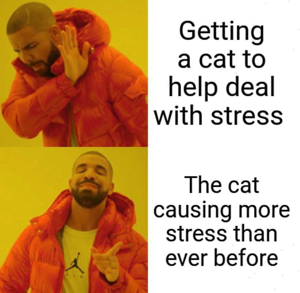 meme kucing tentang stres