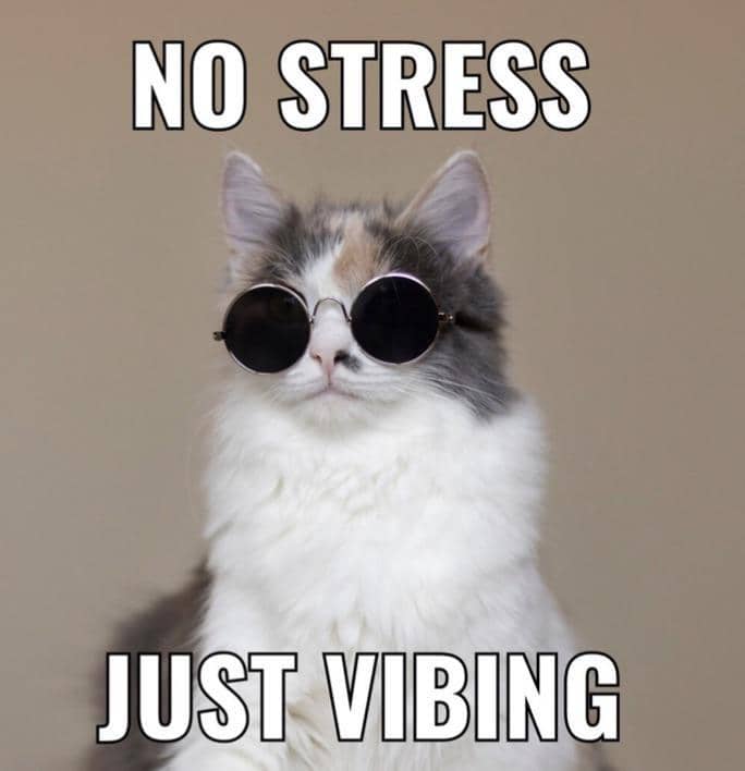 meme kucing tentang stres