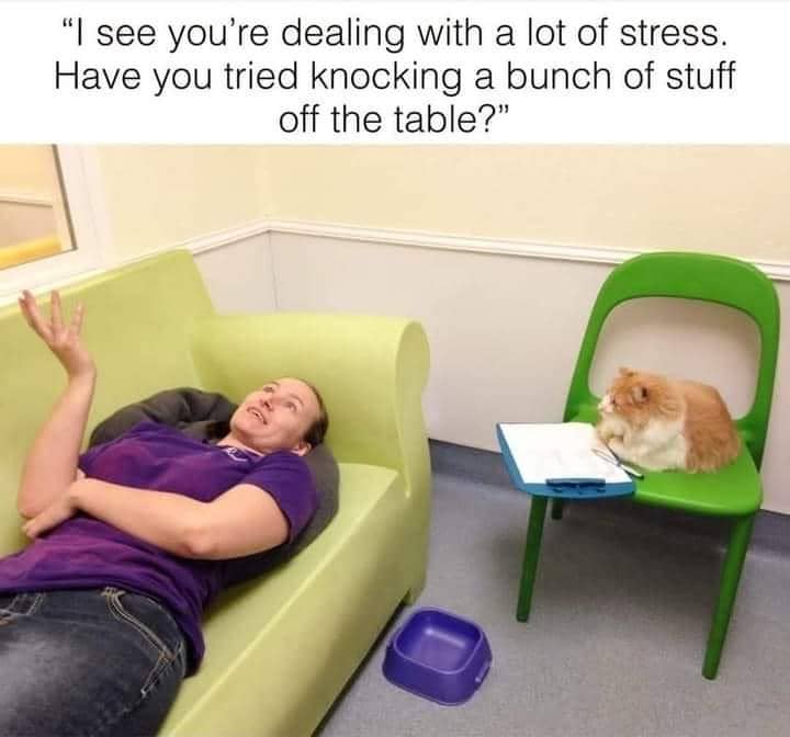 meme kucing tentang stres