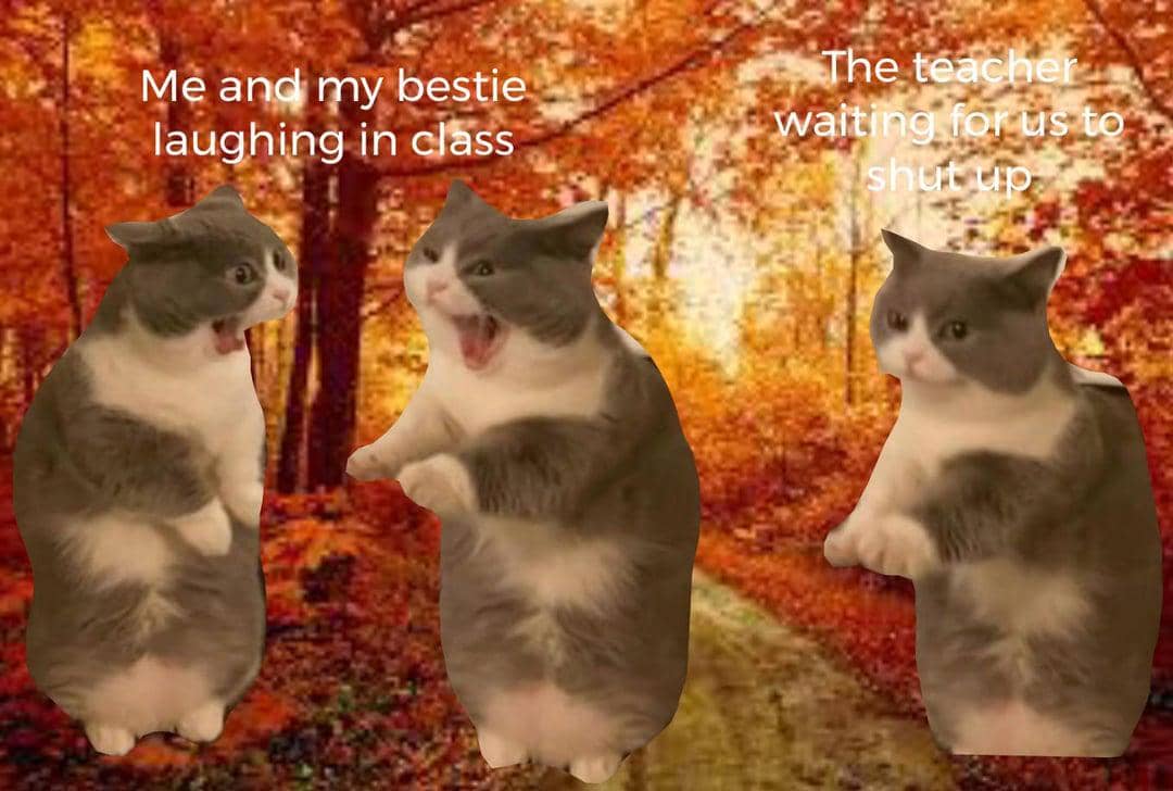 meme kucing tentang stres