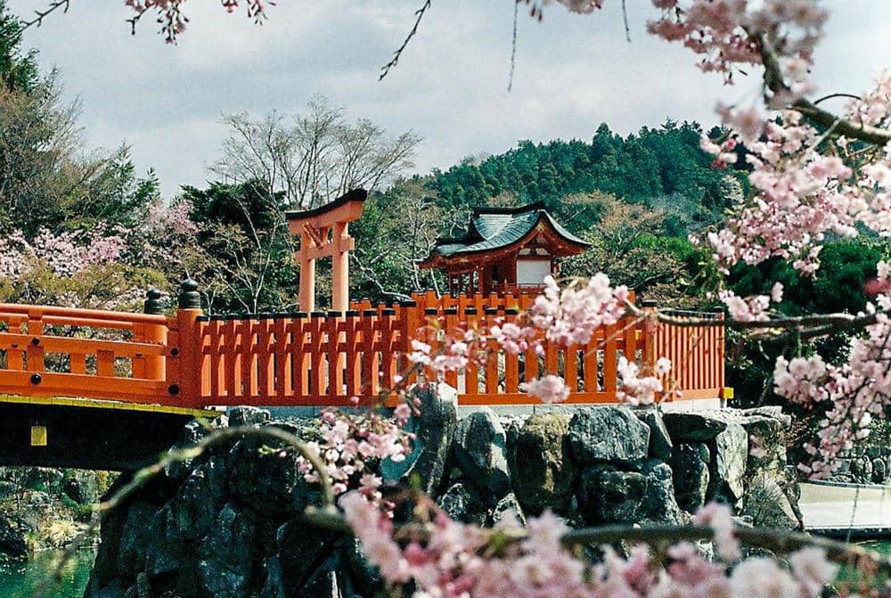 ilustrasi bunga sakura yang mekar di kuil