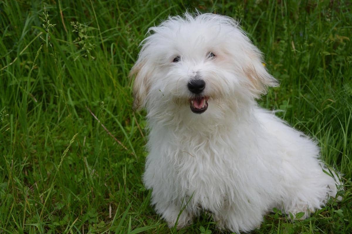 4 Fakta Coton de Tulear, Ras Anjing Kuno Berbulu Lebat Asal Madagaskar